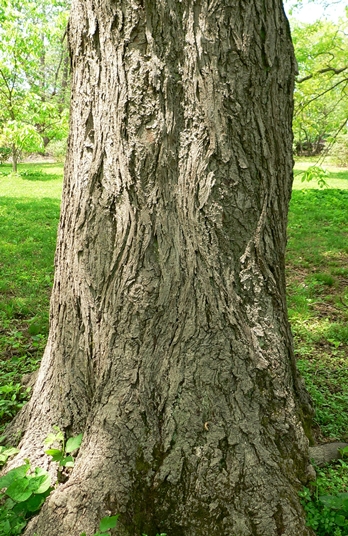 {Carya laciniosa}